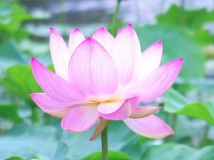 はなかっぱ おじいちゃんの声優や名前は？緒方賢一の演じた他キャラクターも