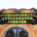 いないいないばあ はるちゃんの本名や年齢は?子役の動画やプロフィールをチェック